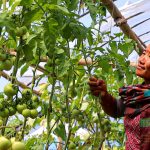 Women’s living standards changed by ‘green income’