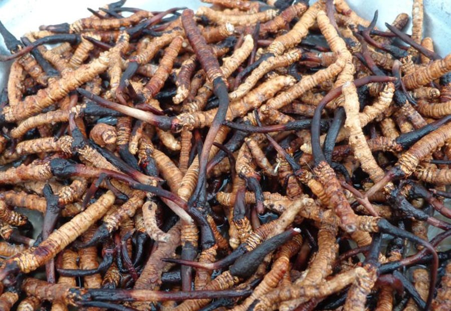 Karnali province collected 40 million revenue by selling herbs
